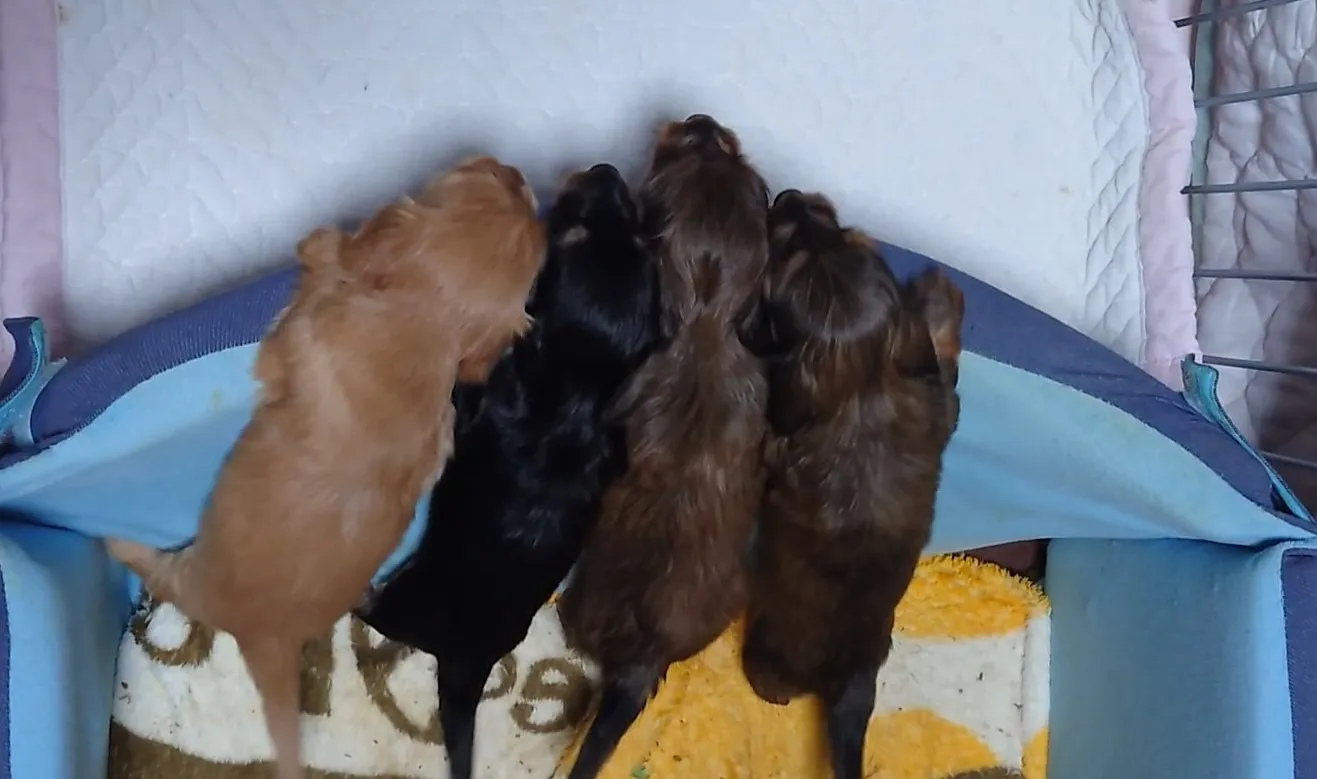 10/2に生まれたワンちゃん!