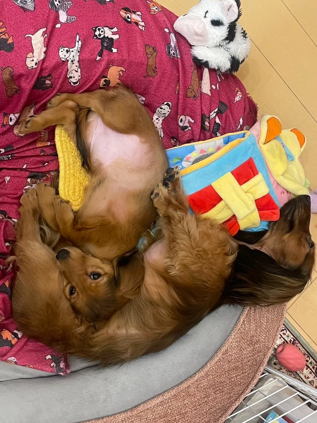 カニンヘンダックス