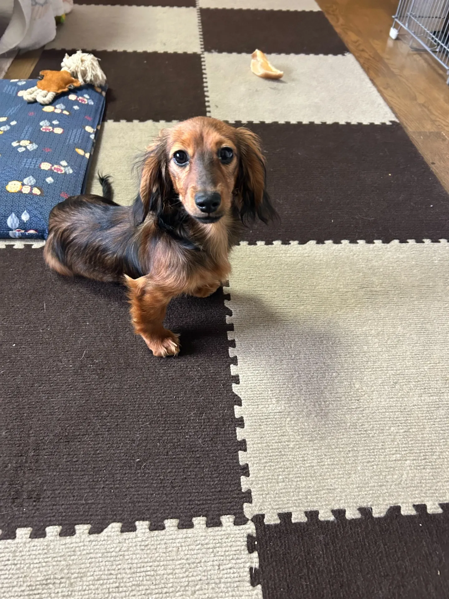 カニンヘンダックス(ロング)