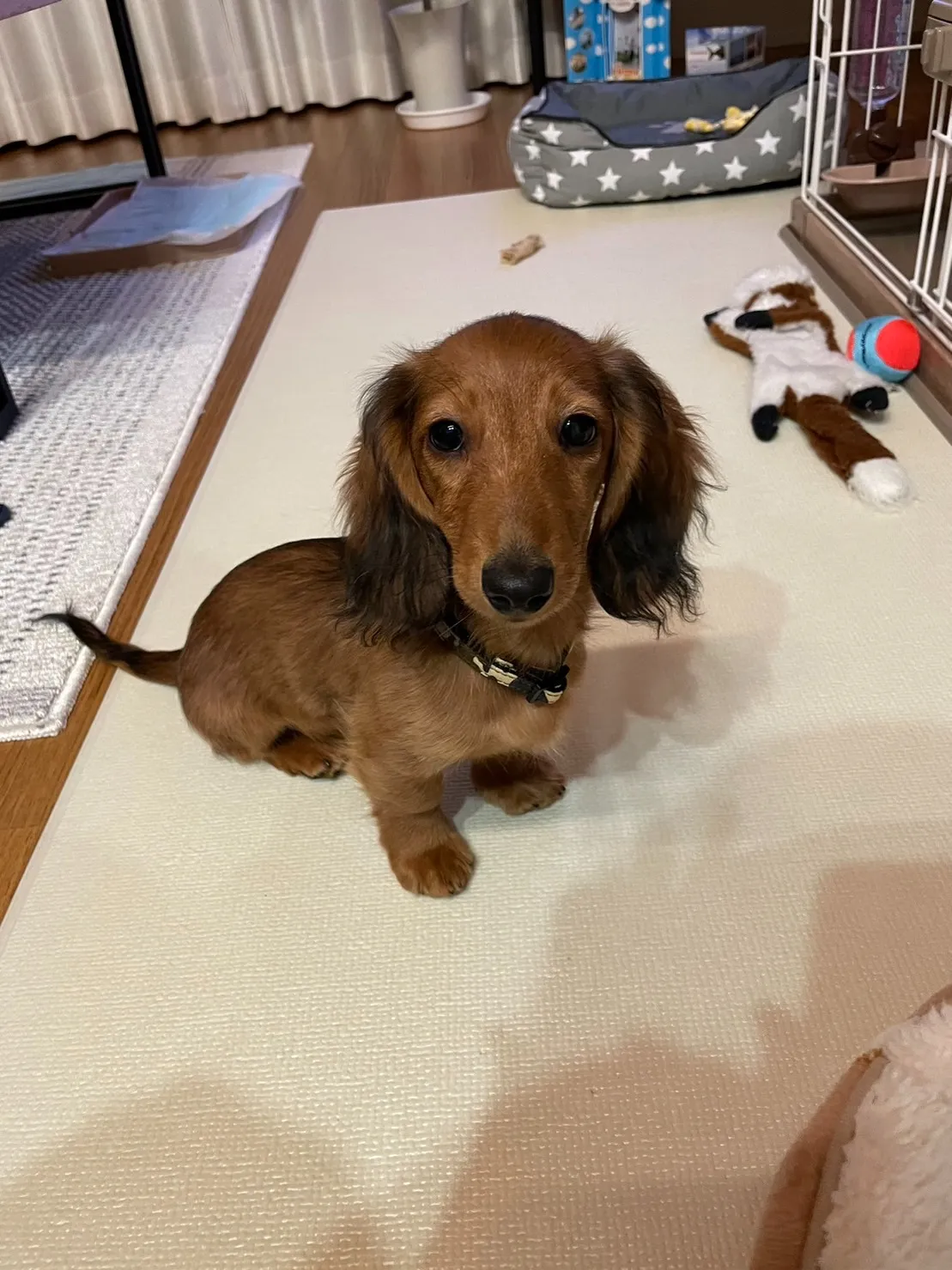 カニンヘンダックス(ロング)