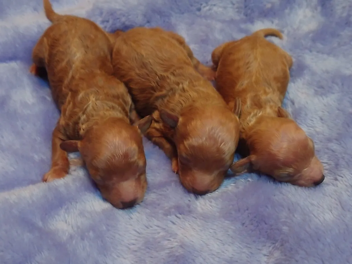 トイプードルの赤ちゃん産まれました♪