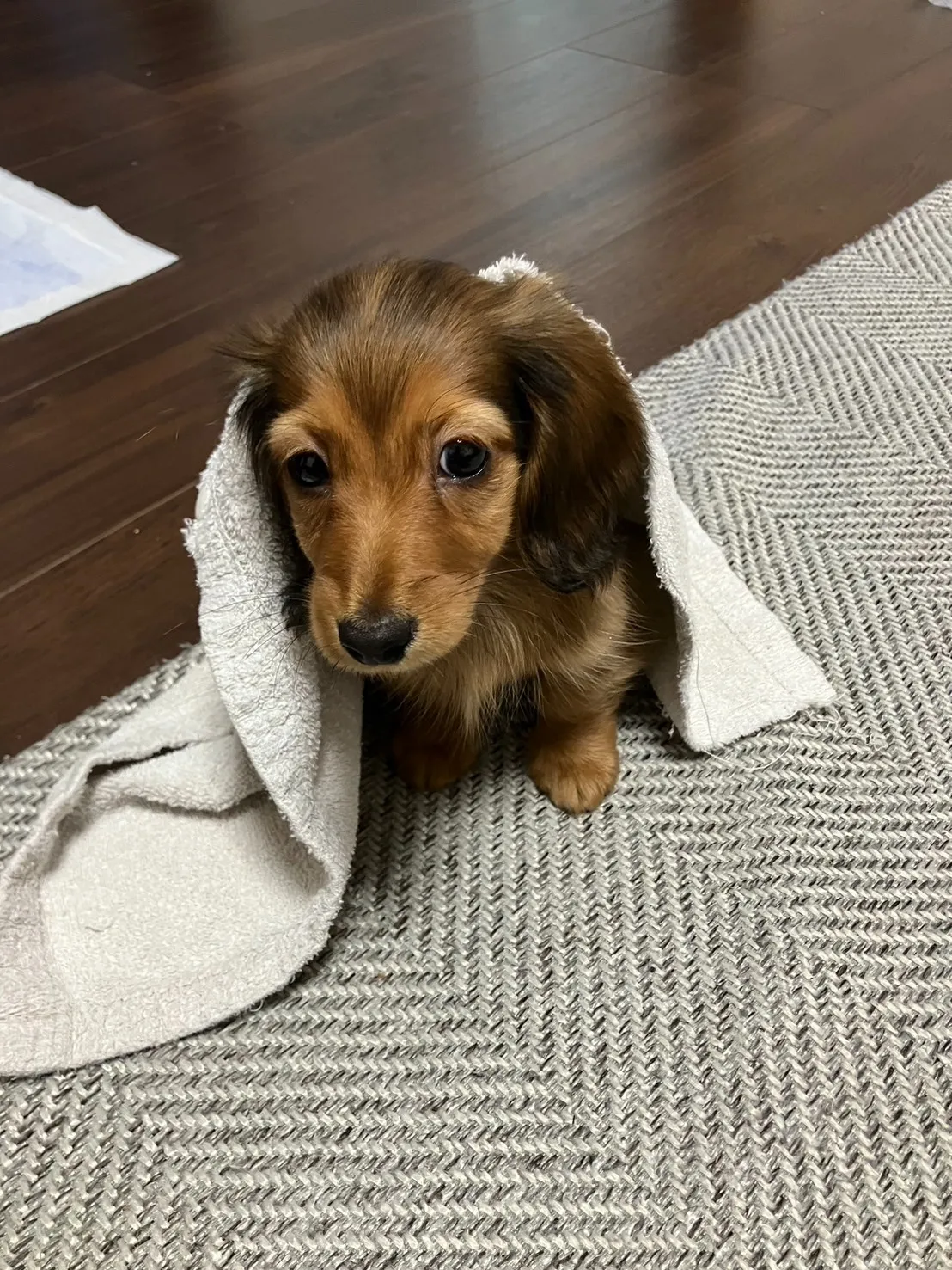 ミニチュアダックス