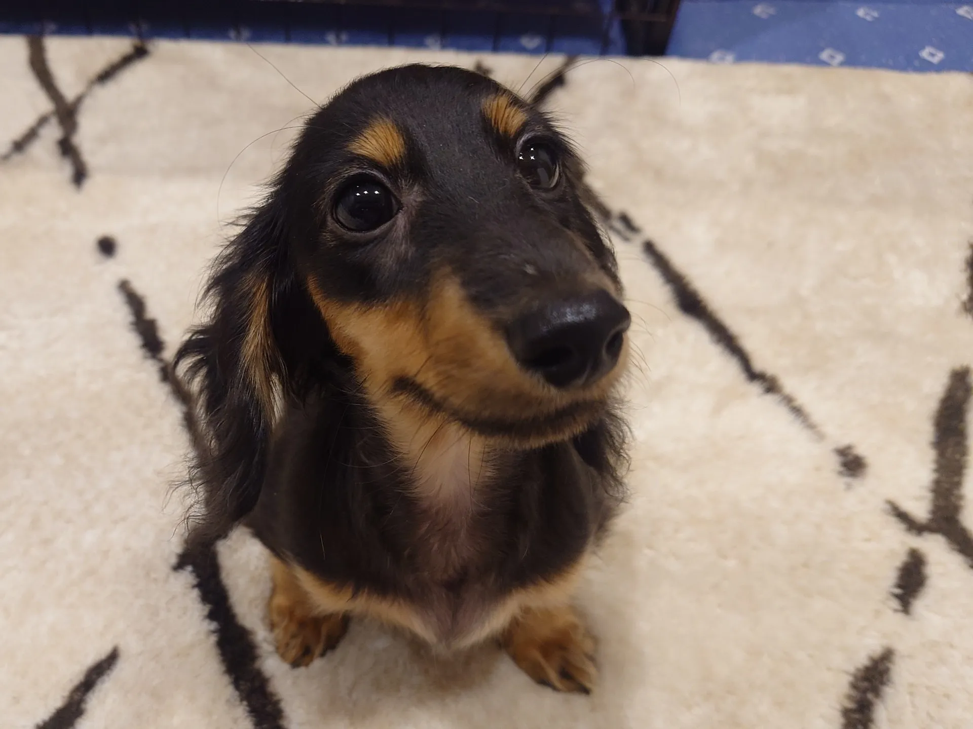 ミニチュアダックスフンド